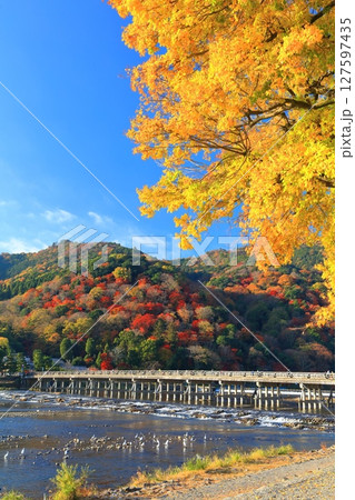 【京都府】快晴の嵐山 渡月橋と紅葉 127597435