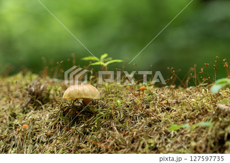 奥入瀬渓流の苔にはえるキノコ 127597735