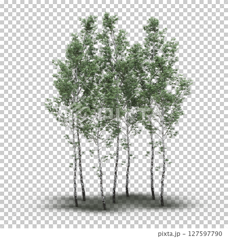 group of trees with a shadow under it, isolated on a transparent background, 3D illustration, cg render group of trees with a shadow under it, isolated on a transparent background, 3D illustration, cg render 127597790