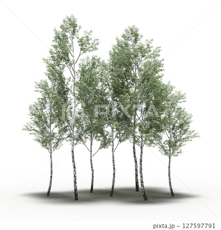 group of trees with a shadow under it, isolated on a transparent background, 3D illustration, cg render 127597791