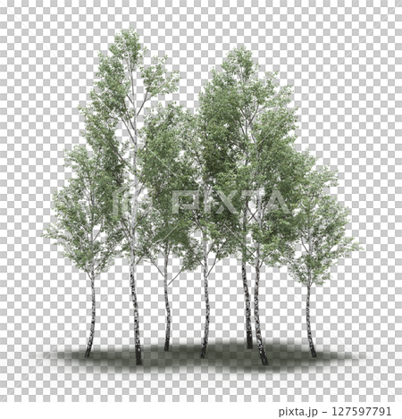 group of trees with a shadow under it, isolated on a transparent background, 3D illustration, cg render 127597791