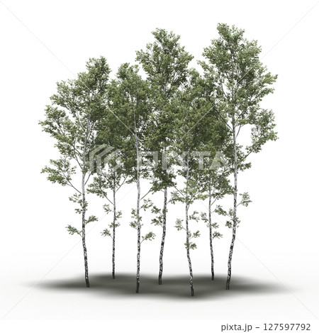 group of trees with a shadow under it, isolated on a transparent background, 3D illustration, cg render 127597792