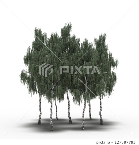 group of trees with a shadow under it, isolated on a transparent background, 3D illustration, cg render group of trees with a shadow under it, isolated on a transparent background, 3D illustration, cg render 127597793