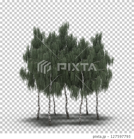 group of trees with a shadow under it, isolated on a transparent background, 3D illustration, cg render group of trees with a shadow under it, isolated on a transparent background, 3D illustration, cg render 127597793