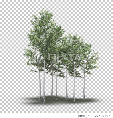 group of trees with a shadow under it, isolated on a transparent background, 3D illustration, cg render 127597797