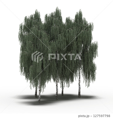 group of trees with a shadow under it, isolated on a transparent background, 3D illustration, cg render group of trees with a shadow under it, isolated on a transparent background, 3D illustration, cg render 127597798