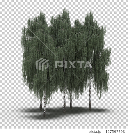 group of trees with a shadow under it, isolated on a transparent background, 3D illustration, cg render group of trees with a shadow under it, isolated on a transparent background, 3D illustration, cg render 127597798