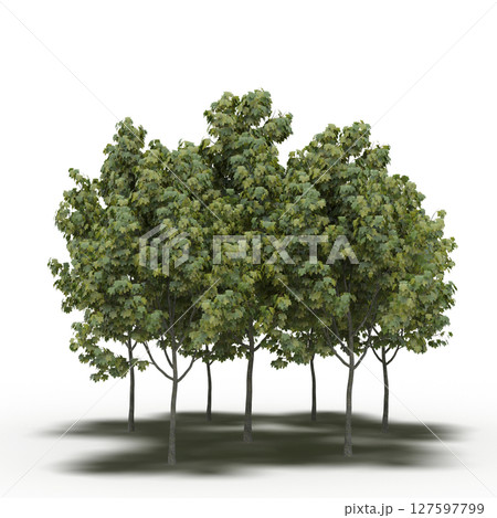 group of trees with a shadow under it, isolated on a transparent background, 3D illustration, cg render 127597799