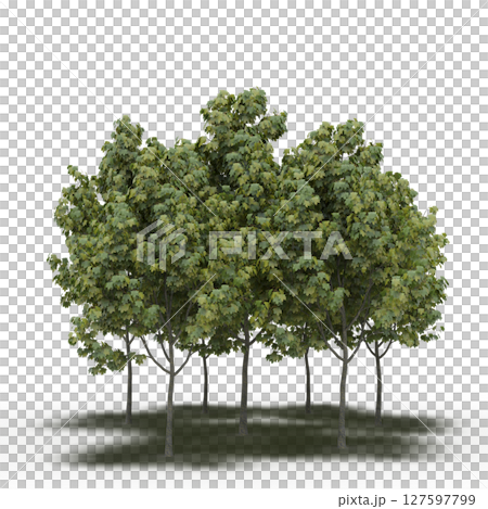 group of trees with a shadow under it, isolated on a transparent background, 3D illustration, cg render 127597799