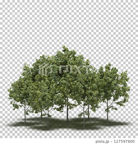 group of trees with a shadow under it, isolated on a transparent background, 3D illustration, cg render group of trees with a shadow under it, isolated on a transparent background, 3D illustration, cg render 127597800
