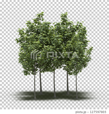 group of trees with a shadow under it, isolated on a transparent background, 3D illustration, cg render 127597803