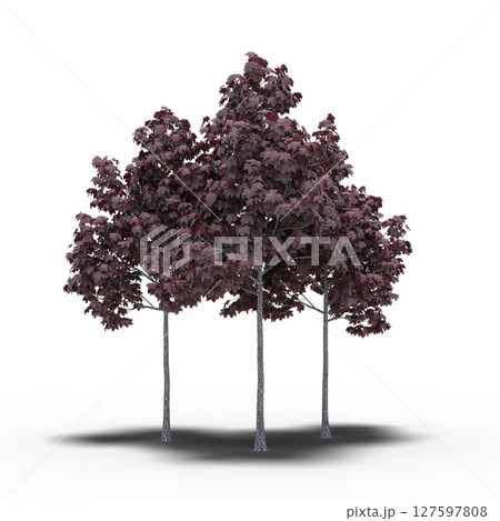 group of trees with a shadow under it, isolated on a transparent background, 3D illustration, cg render 127597808