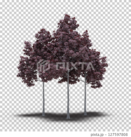 group of trees with a shadow under it, isolated on a transparent background, 3D illustration, cg render 127597808