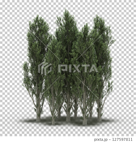 group of trees with a shadow under it, isolated on a transparent background, 3D illustration, cg render group of trees with a shadow under it, isolated on a transparent background, 3D illustration, cg render 127597811