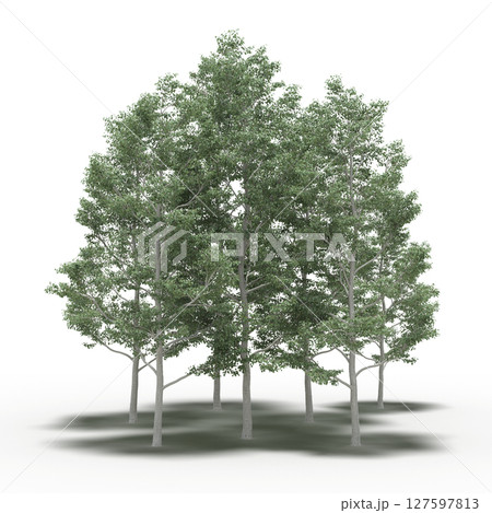 group of trees with a shadow under it, isolated on a transparent background, 3D illustration, cg render group of trees with a shadow under it, isolated on a transparent background, 3D illustration, cg render 127597813