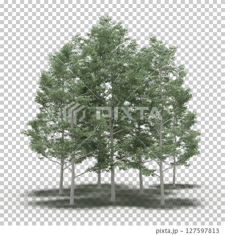 group of trees with a shadow under it, isolated on a transparent background, 3D illustration, cg render 127597813