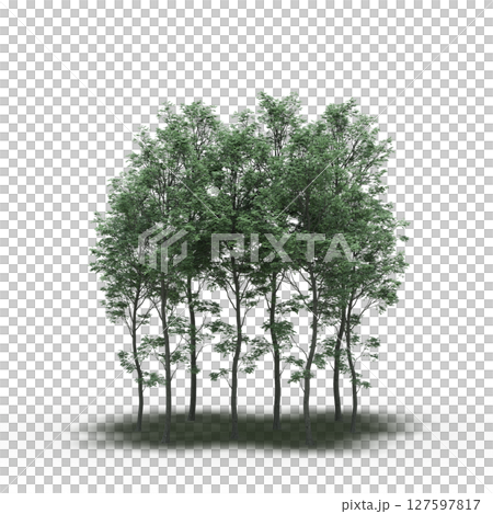 group of trees with a shadow under it, isolated on a transparent background, 3D illustration, cg render group of trees with a shadow under it, isolated on a transparent background, 3D illustration, cg render 127597817