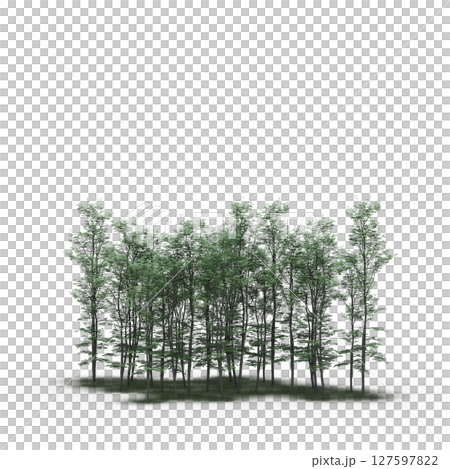 group of trees with a shadow under it, isolated on a transparent background, 3D illustration, cg render group of trees with a shadow under it, isolated on a transparent background, 3D illustration, cg render 127597822