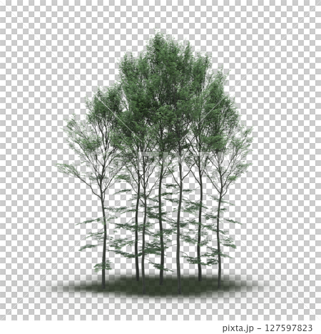 group of trees with a shadow under it, isolated on a transparent background, 3D illustration, cg render 127597823