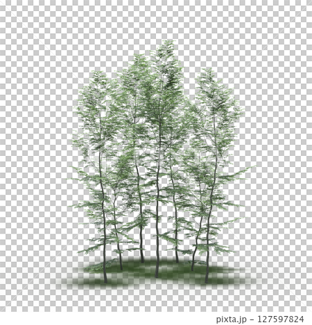 group of trees with a shadow under it, isolated on a transparent background, 3D illustration, cg render group of trees with a shadow under it, isolated on a transparent background, 3D illustration, cg render 127597824