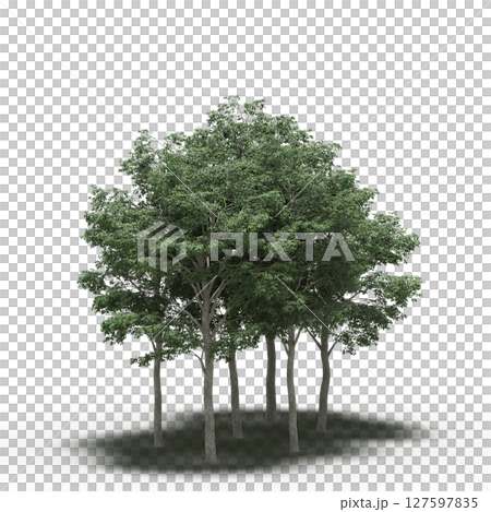 group of trees with a shadow under it, isolated on a transparent background, 3D illustration, cg render 127597835