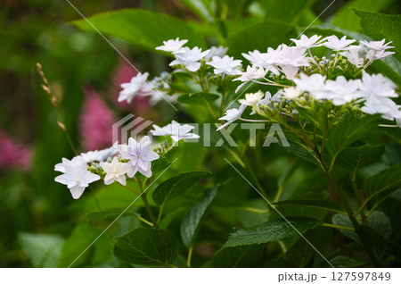夏の庭の白い紫陽花とアスチルベ 夏の庭の白い紫陽花とアスチルベ 127597849