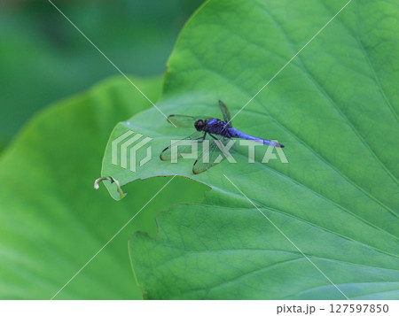 蓮の葉にとまるトンボ 127597850