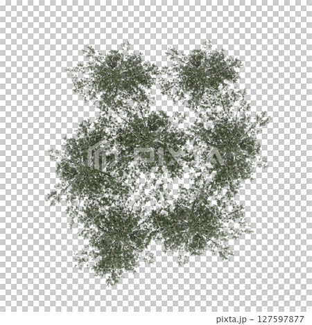 group of trees, top view, isolate on a transparent background, 3d illustration group of trees, top view, isolate on a transparent background, 3d illustration 127597877