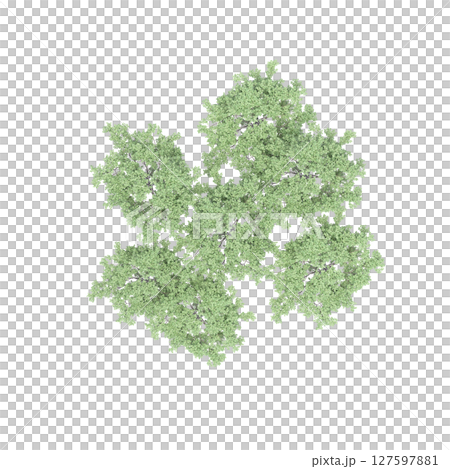 group of trees, top view, isolate on a transparent background, 3d illustration 127597881