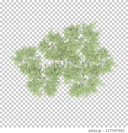 group of trees, top view, isolate on a transparent background, 3d illustration 127597882