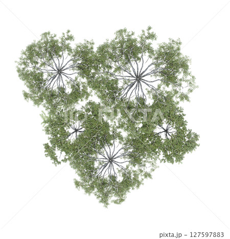 group of trees, top view, isolate on a transparent background, 3d illustration 127597883
