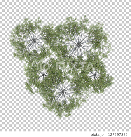 group of trees, top view, isolate on a transparent background, 3d illustration group of trees, top view, isolate on a transparent background, 3d illustration 127597883