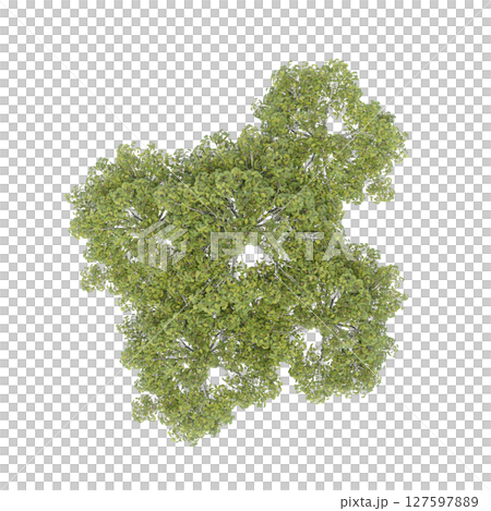 group of trees, top view, isolate on a transparent background, 3d illustration 127597889