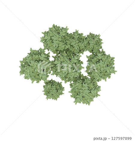 group of trees, top view, isolate on a transparent background, 3d illustration group of trees, top view, isolate on a transparent background, 3d illustration 127597899