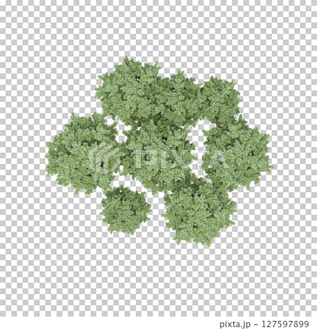 group of trees, top view, isolate on a transparent background, 3d illustration group of trees, top view, isolate on a transparent background, 3d illustration 127597899