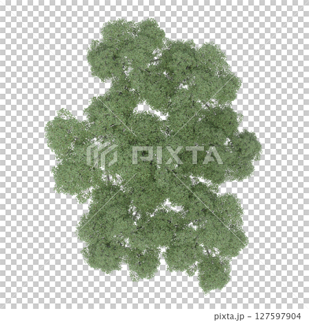 group of trees, top view, isolate on a transparent background, 3d illustration 127597904