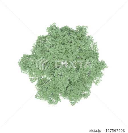group of trees, top view, isolate on a transparent background, 3d illustration 127597908