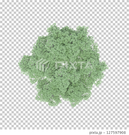 group of trees, top view, isolate on a transparent background, 3d illustration 127597908