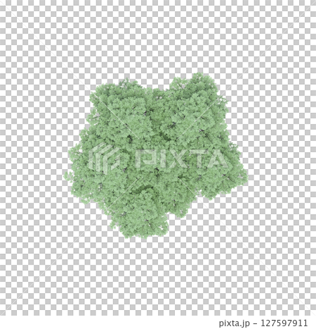 group of trees, top view, isolate on a transparent background, 3d illustration group of trees, top view, isolate on a transparent background, 3d illustration 127597911