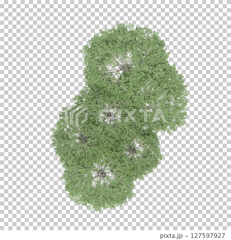 group of trees, top view, isolate on a transparent background, 3d illustration 127597927