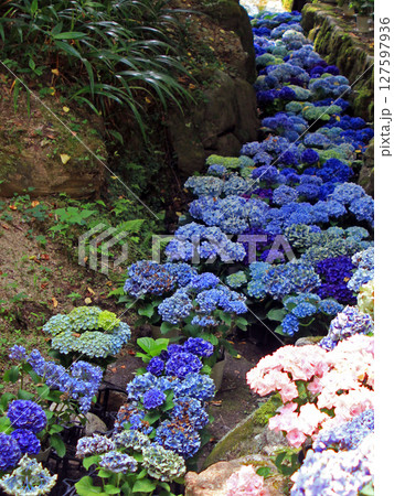 岡寺の紫陽花回廊 127597936