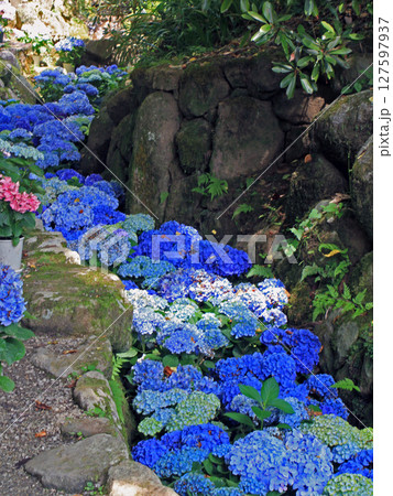 岡寺の紫陽花回廊 127597937