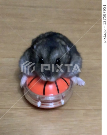 バスケとハムスター バスケとハムスター 127597951