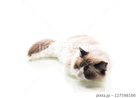 Studio portrait of Ragdoll cat with expressive eyes Studio portrait of Ragdoll cat with expressive eyes 127598100
