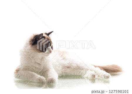 Domestic Ragdoll cat breed looking at camera Domestic Ragdoll cat breed looking at camera 127598101