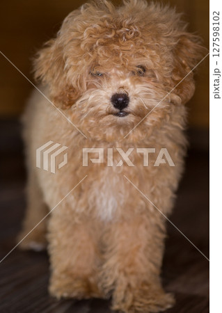 Adorable Maltipoo puppy posing in a home interior Adorable Maltipoo puppy posing in a home interior 127598102
