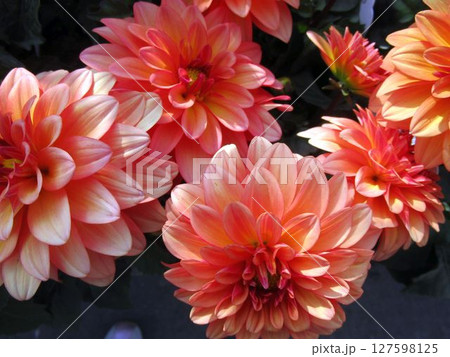 オレンジ色のギャラリーダリアの花のアップ オレンジ色のギャラリーダリアの花のアップ 127598125