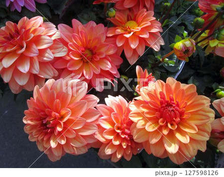 オレンジ色のギャラリーダリアの花のアップ 127598126