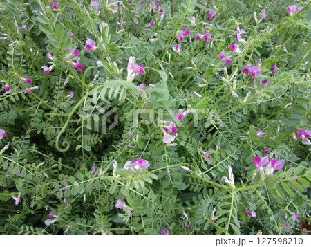 カラスノエンドウの花 127598210