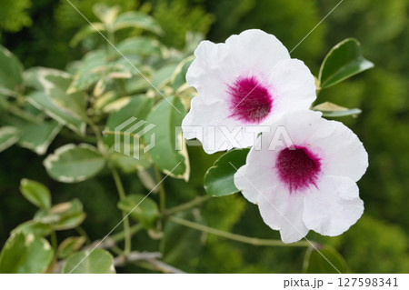 パンドレアの花と葉 パンドレアの花と葉 127598341